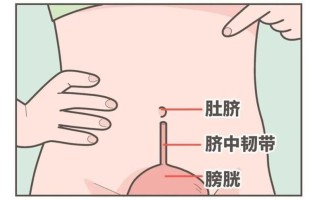 受的肚子真的会顶起来吗—击破谣言：受孕后孕妇的肚子一定是顶起来的？