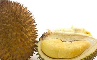 松针助燃脂，减肥有妙招