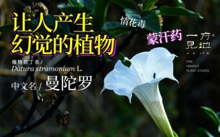 曼陀罗果实泡酒功效(彼岸之花，语绘前生今世情)
