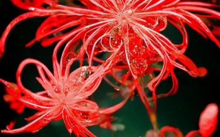 彼岸花开，百种爱唤