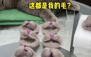 为啥毛多(毛发茂密难入二十一寸境界)