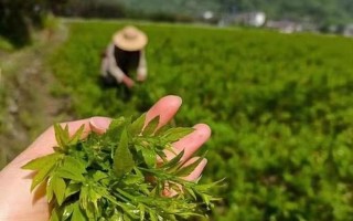 正宗莓茶产地—各地莓茶风味各异，何处茗品更佳？