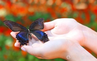 揭秘蝴蝶手：日常生活中手部动作的含义
