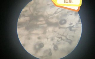实验小白鼠2(实验鼠的科学奥秘：生命之匣中的微观世界)