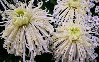 后面菊花开过和没开过的区别—菊花妖娆与平淡之辨