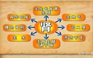 做肾部保养的好处_肾脏健康：焕发活力，长寿之本