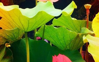 女性半夜莲花开什么意思_午夜莲花绽，多情晓露缘
