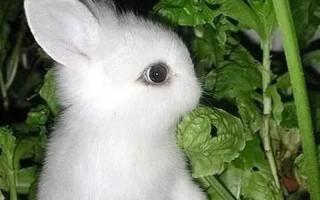 小白兔，我的美味盛宴