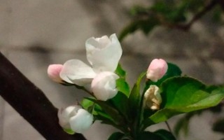 一个小时的时光，如白驹过隙般流转