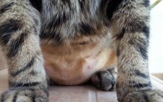  *** 是什么( *** 的百变面孔：揭秘猫咪尾巴的奥秘)